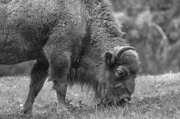 European bison (Bison bonasus) grazing, wildlife park, Bavaria, Germany