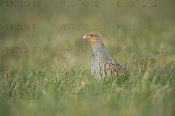 Vigilant... Grey partridge (Perdix perdix), partridge during the mating season, stretching high from cover, mating, observing the surroundings, endangered species due to habitat loss and predators, wildlife, native nature, Lower Rhine, Rhineland, North Rhine-Westphalia, Germany, Western Europe
