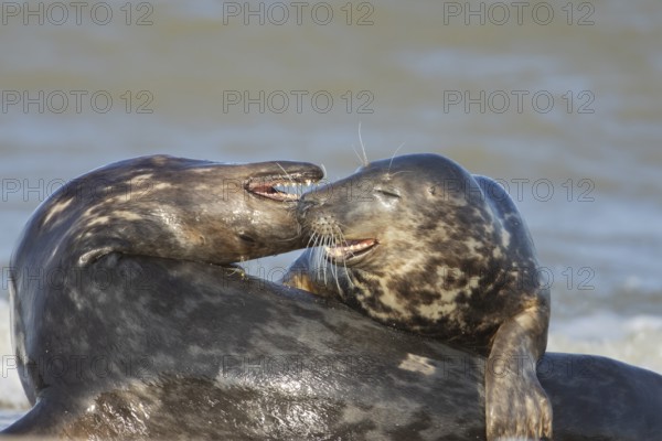 Grey seal (Halichoerus grypus) two adult animal seals during their courtship love display on a beach, England, United Kingdom