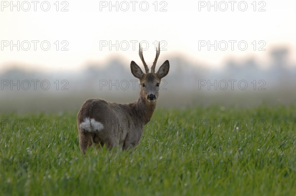 Roe deer (Capreolus capreolus), capital roebuck with beautiful antlers, antlers, long, high antlers, six-headed, standing in a young grain field, rear view, looking around, early, clear soft morning light, native nature, Meerbusch, Lower Rhine, Rhineland, North Rhine-Westphalia, Germany, Western Europe