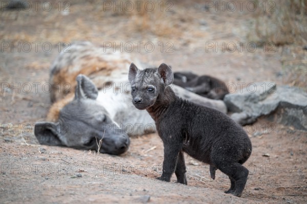 Spotted hyena (Crocuta crocuta), male young, mother behind, Kruger National Park, South Africa