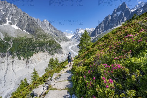 Picturesque mountain landscape with blooming alpine roses, imposing mountain peaks and glaciers, mountaineers on a hiking trail, Grand Balcon Nord, glacier tongue Mer de Glace, behind Grandes Jorasses, Mont Blanc massif, Montenvers, Chamonix, Haute-Savoie, France