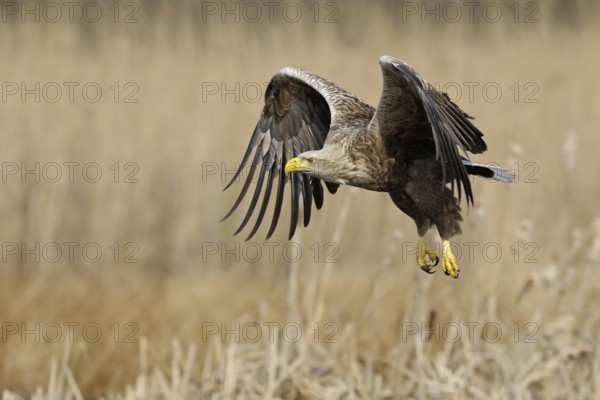 Impressive bird of prey... White-tailed eagle (Haliaeetus albicilla), adult, colourful, powerful eagle in impressive flapping flight, largest native eagle in flapping flight over reeds, adult bird in an environment typical for the species, native nature, Mecklenburg-Western Pomerania, Germany, Western Europe