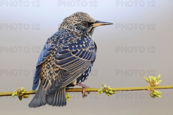 In fresh dress... Starling (Sturnus vulgaris) in early spring, one of our best-known native songbirds, widespread, one of the most common birds in the world, but populations are declining rapidly almost everywhere, native birds, wildlife, nature, Lower Rhine, North Rhine-Westphalia, Germany