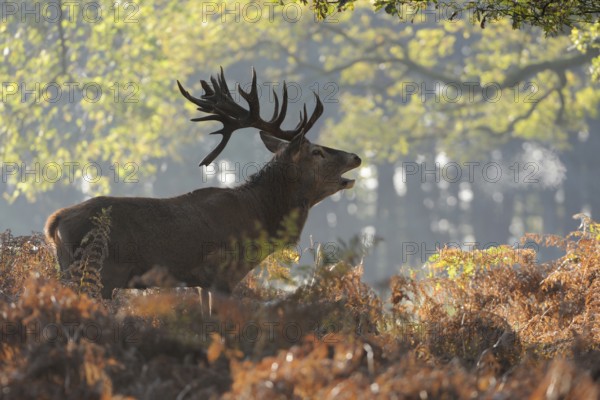 In the middle of the forest... Red deer (Cervus elaphus), roaring stag in the rut in the deciduous forest, light late summer, autumn mood, light backlight, great colours, visible breath cloud, North Rhine-Westphalia, Germany, Western Europe