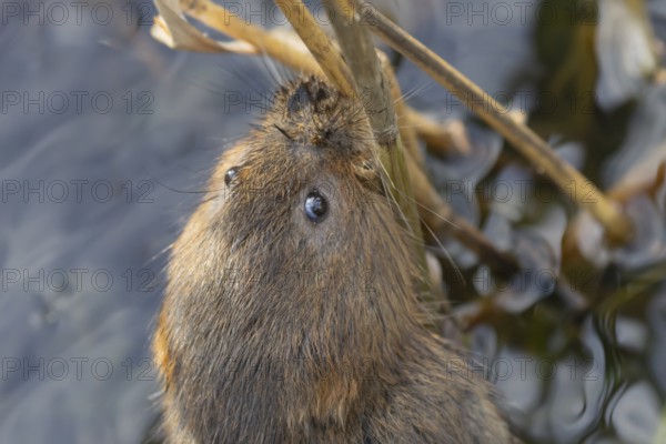 Water vole (Arvicola amphibius) adult rodent animal feeding on a reed stem in a pond in summer, Suffolk, England, United Kingdom