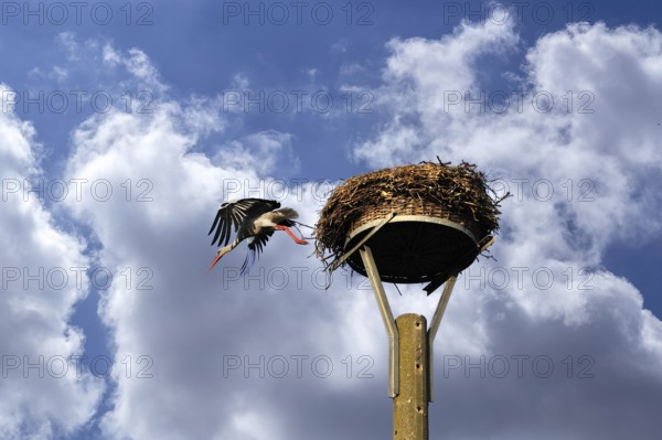 White stork (Ciconia ciconia) leaves its nest, Wolkenhimmelimmel, Kuhlrade, Mecklenburg-Vorpommern, Germany