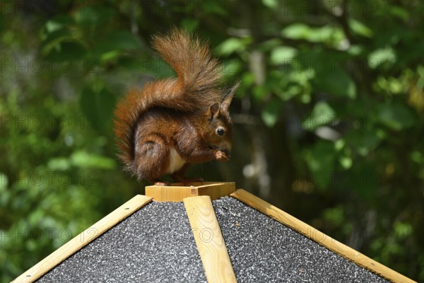 Eurasian red squirrel (Sciurus vulgaris), sitting on bird house, eating, Stuttgart, Baden-Württemberg, Germany