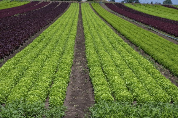 Lettuce cultivation in Knoblauchsland, early vegetable cultivation, urban area Nuremberg, Fürth Erlangen, Middle Franconia, Bavaria, Germany