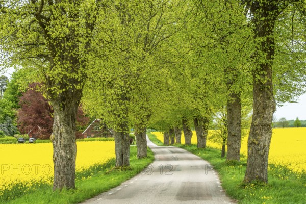 Small country road with avenue through fields of rapeseed in Högesta, Ystd municipality, Skåne county, Sweden, Scandinavia
