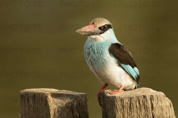 Blue-breasted Kingfisher (Halcyon malimbica), Gambia