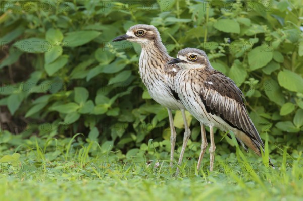Bush Stone-curlew (Burhinus grallarius), Queensland, Australia