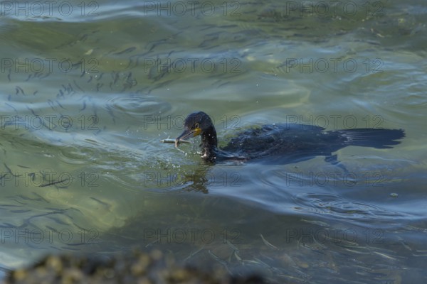 Great Cormorant (Phalacrocorax carbo) with fish in beak, Schleswig-Holstein, Germany