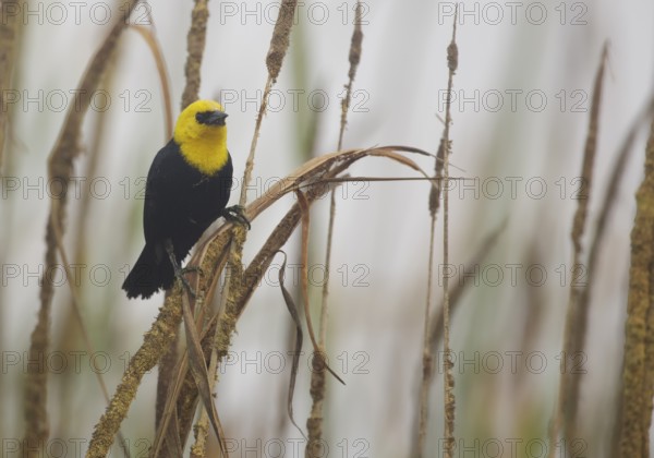 Yellow-hooded Blackbird (Chrysomus icterocephalus) male, Lima, Peru