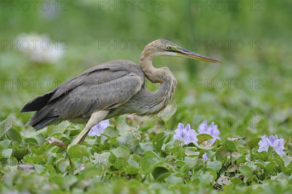 Purple Heron (Ardea purpurea), Sri Lanka