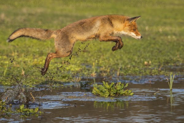 Red Fox (Vulpes vulpes) jumping and hunting in pond, Netherlands
