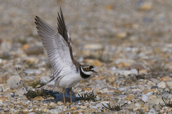 Flussregenpfeifer (Charadrius dubius) Little Ringed Plover