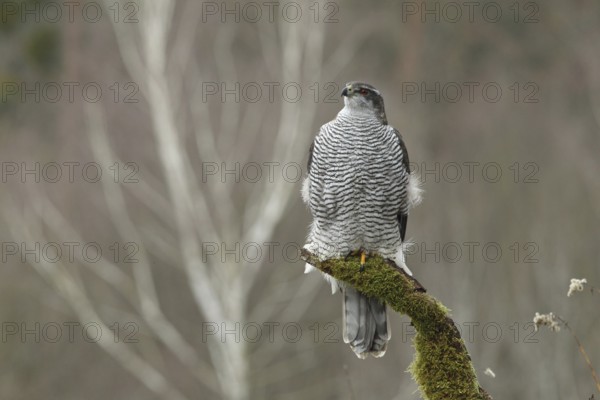 Northern Goshawk (Accipiter gentilis) female, Baden-Wuerttemberg, Germany
