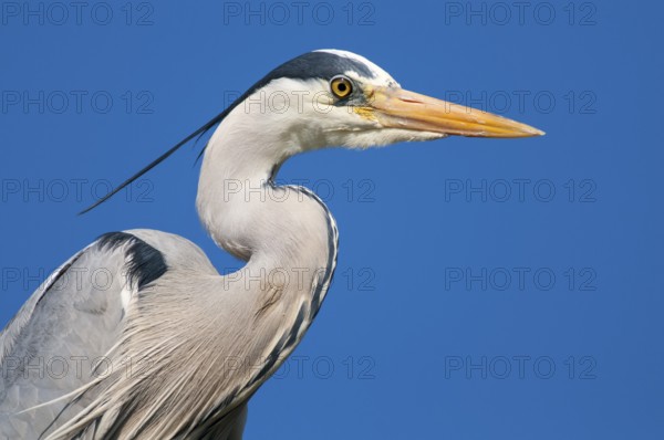 Grey Heron (Ardea cinerea), Lower Saxony, Germany