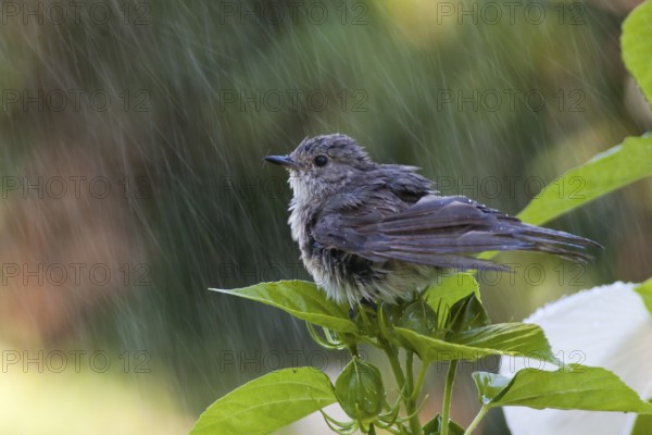 Spotted Flycatcher (Muscicapa striata) in rain, Hungary