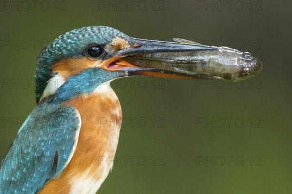 Common Kingfisher (Alcedo atthis) female perched on a branch with a fish in its beak, Lower Saxony, Germany