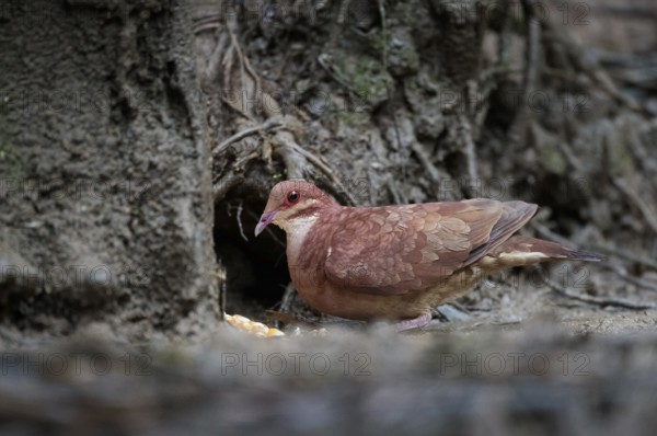 Ruddy Quail-Dove (Geotrygon montana), Atlantic rainforest, Brazil
