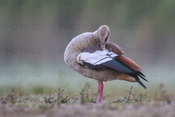 Egyptian Goose (Alopochen aegyptiaca) preening, North Rhine-Westphalia, Germany