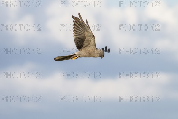 Montagu´s Harrier (Circus pygargus), melanic adult in flight, Galicia, Spain