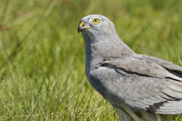 Montagu´s Harrier (Circus pygargus), adult male portrait on grassland, Galicia, Spain