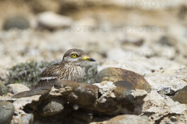 Eurasian Stone-curlew (Burhinus oedicnemus), Cyprus