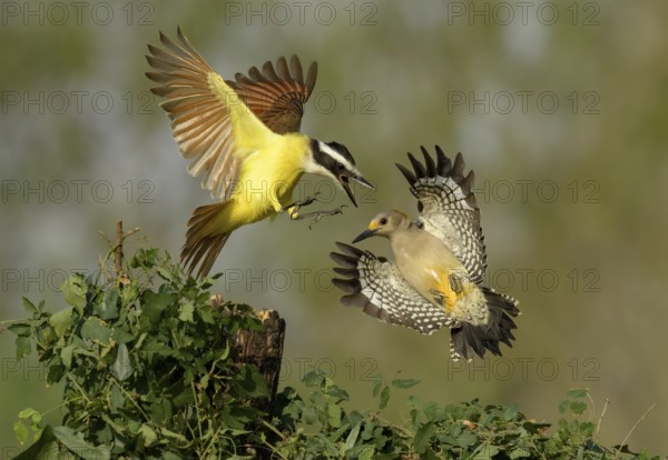 Great Kiskadee (Pitangus sulphuratus) & female Golden-fronted Woodpecker (Melanerpes aurifrons) wrangling, Texas, USA