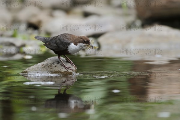 White-throated Dipper (Cinclus cinclus) carrying insects to feed young, North Rhine-Westphalia, Germany