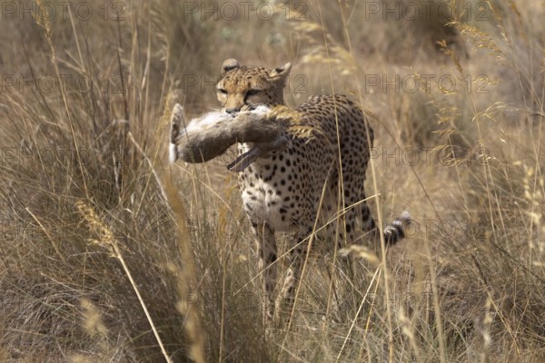 Cheetah (Acinonyx jubatus) female carrying Iberian Hare kill, Castile-La Mancha, Spain