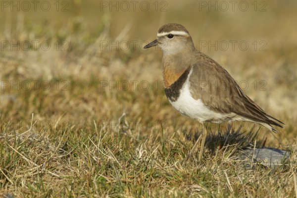 Rufous-chested Dotterel (Charadrius modestus) on the ground in the Falkland Islands