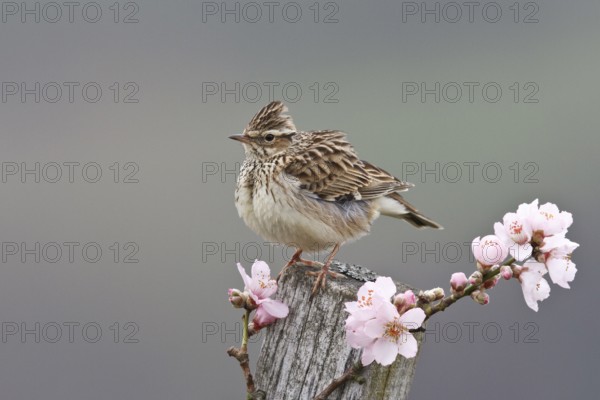 Woodlark (Lullula arborea), Rhineland-Palatinate, Germany