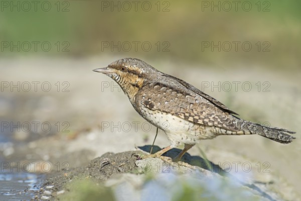Eurasian Wryneck (Jynx torquilla) at water hole, Aosta Valley, Italy