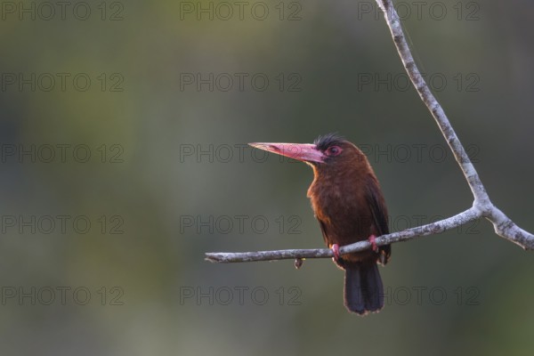 Purus Jacamar (Galbalcyrhynchus purusianus), Madre de Dios, Peru