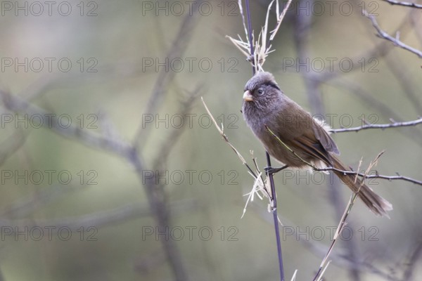 Brown Parrotbill (Cholornis unicolor) perched on a branch, Bumthang, Bhutan