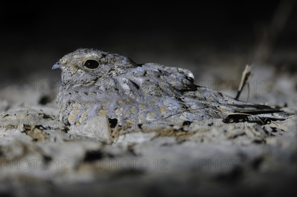 Sykes's Nightjar (Caprimulgus mahrattensis), India