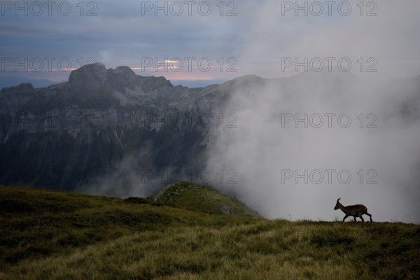 Alpine Ibex (Capra ibex) walking over misty mountain meadows, Bernese Oberland, Switzerland