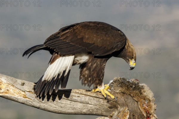 Golden Eagle (Aquila chrysaetos) immature, first winter plumage eating a rabbit, Castile and Leon, Spain