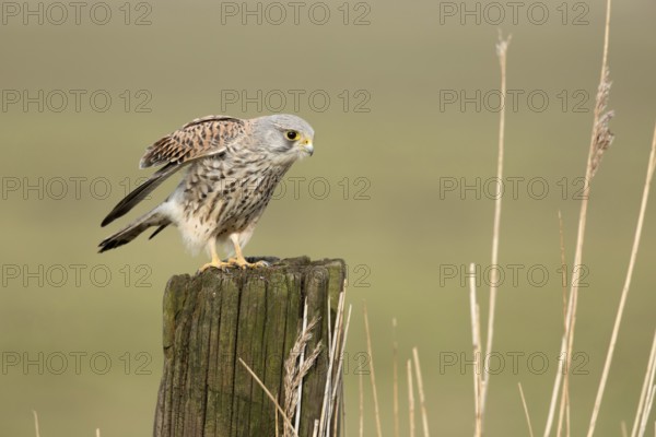 Torenvalk; Common Kestrel; Falco tinnunculus;