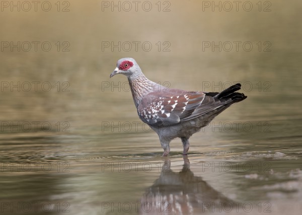 Speckled Pigeon (Columba guinea) at a waterhole, Gambia