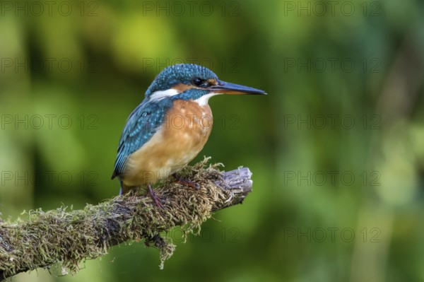 Common Kingfisher (Alcedo atthis) female perched on mossy branch, Mecklenburg-Western Pomerania, Germany