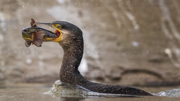 Great Cormorant (Phalacrocorax carbo) with captured Black bullhead (Ameiurus melas) prey in beak, Hungary