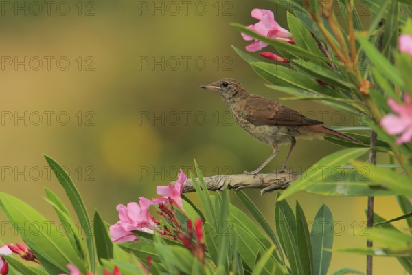 Common Nightingale (Luscinia megarhynchos) juvenile, Andalusia, Spain
