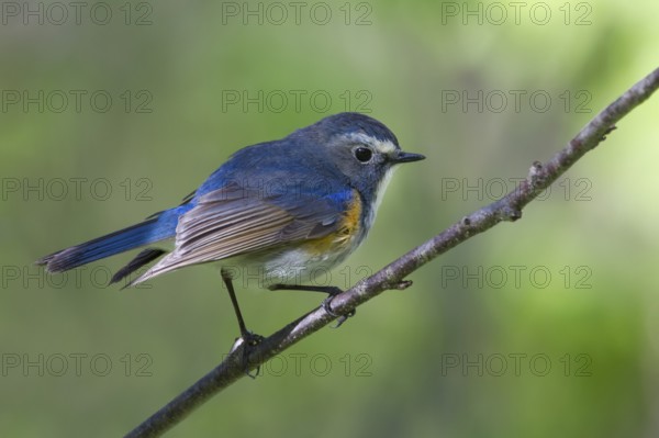 Orange-flanked Bluetail - Blauschwanz - Tarsiger cyanurus, Kazakhstan, male