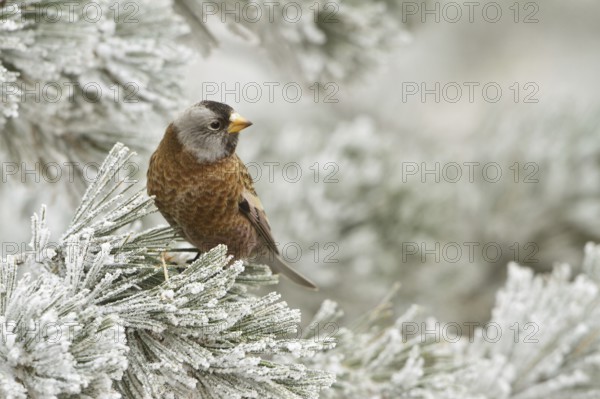 Grey-crowned Rosy Finch (Leucosticte tephrocotis), New Mexico, USA