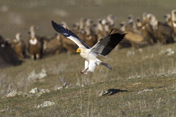 Egyptian Vulture (Neophron percnopterus) flying, Castile-La Mancha, Spain