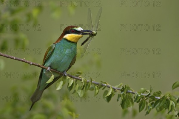 European Bee-eater (Merops apiaster), Saxony-Anhalt, Germany